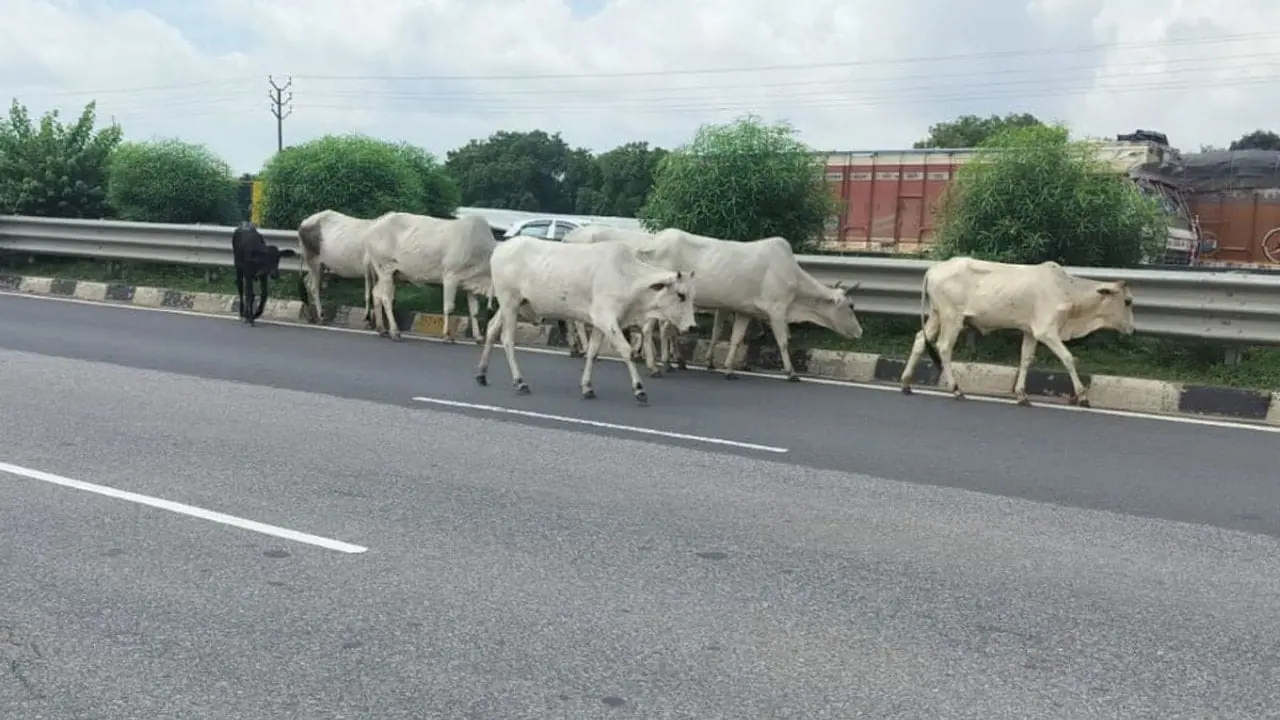शिवपुरी में रफ्तार का कहर, ट्रक ने 4 गौवंश को रौंदा, 3 की मौत