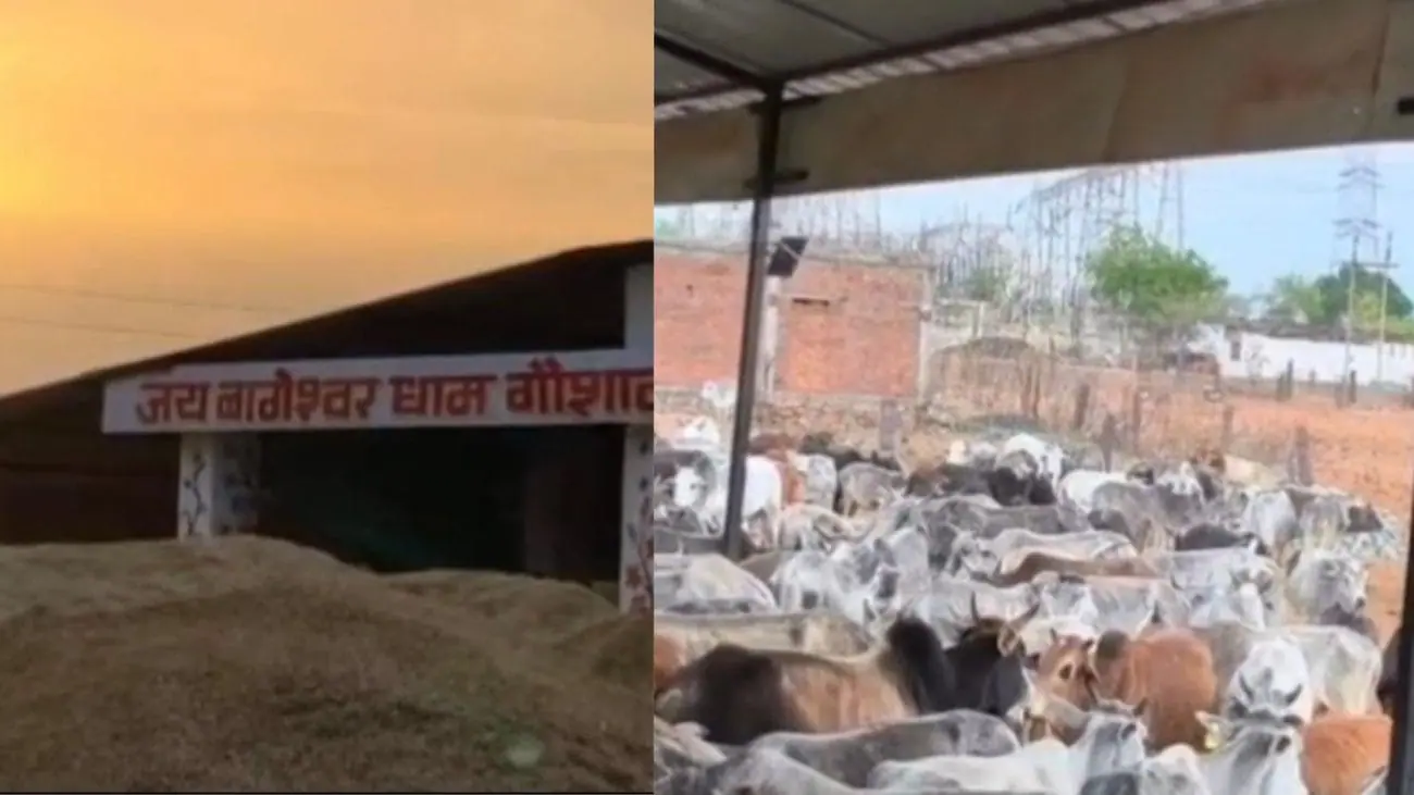 MP में बलराम जयंती से गौ संरक्षण अभियान हुआ शुरू, सड़कों से गौशाला तक पहुंचाए जाएंगे निराश्रित गौवंश