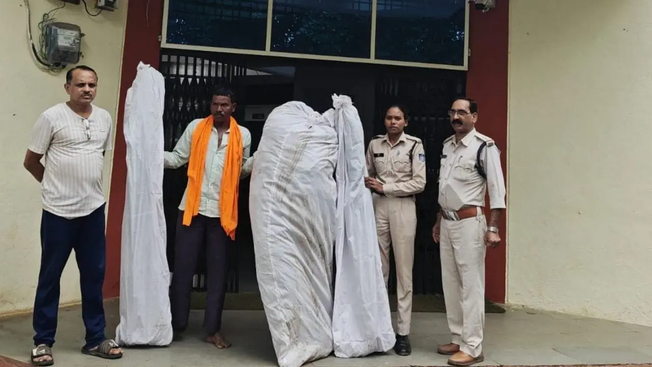 खंडवा: घर के पीछे बाड़े में कर रहा था गांजे की खेती, पुलिस ने 152 पौधों के साथ आरोपी को किया गिरफ्तार