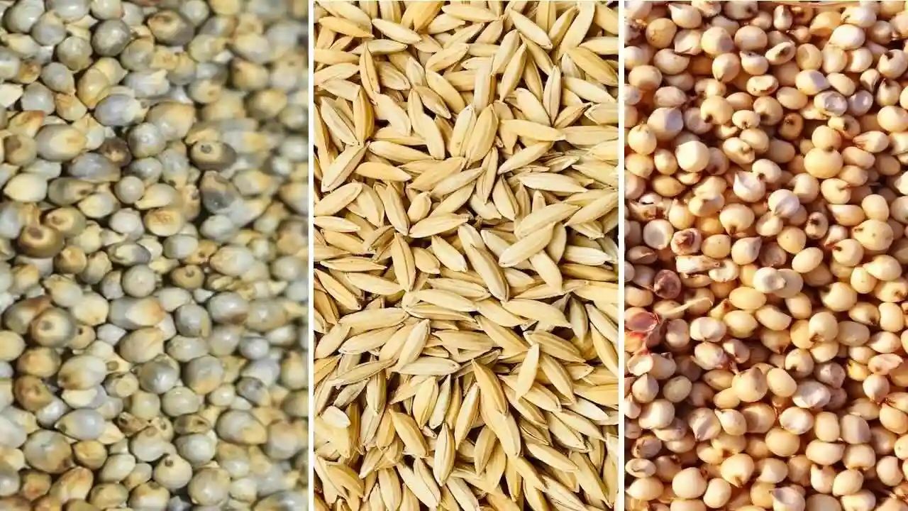 MP News: धान, ज्वार एवं बाजरा उपार्जन के लिये 13000 से अधिक किसानों ने कराया पंजीयन, 10 अक्टूबर लास्ट डेट